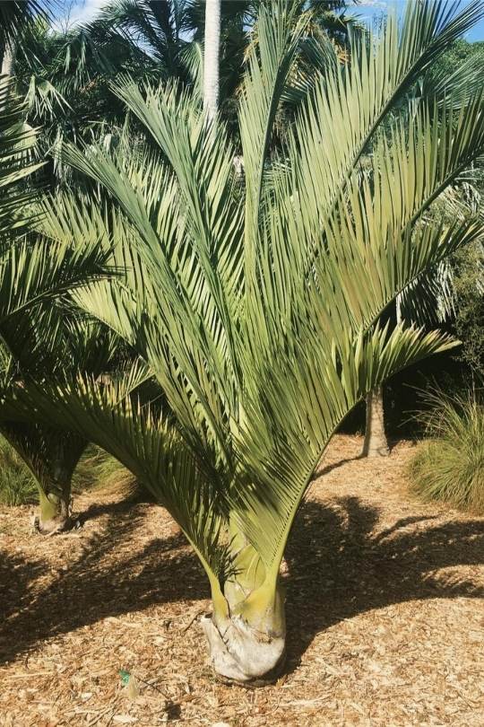 Dominican Cherry Palm (Pseudophoenix ekamanii)