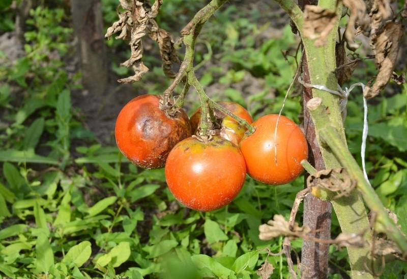 How to Identify, Treat and Prevent Early Blight on Tomato Plants 2 Early Blight in a Nutshell