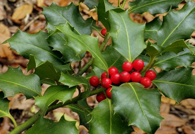 English Holly (Ilex Aquifolium)