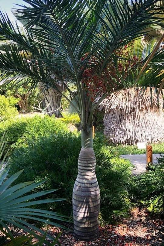 Florida Cherry Palm (Pseudophoenix sargentii)