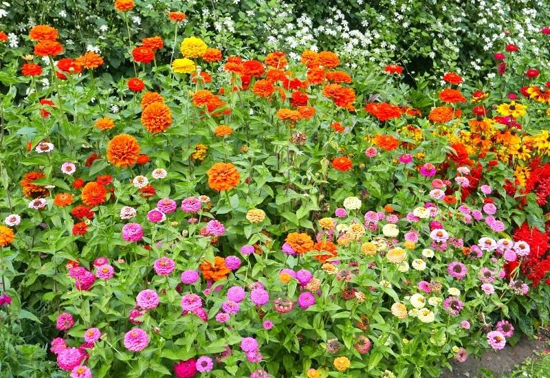 Gardening with Annuals