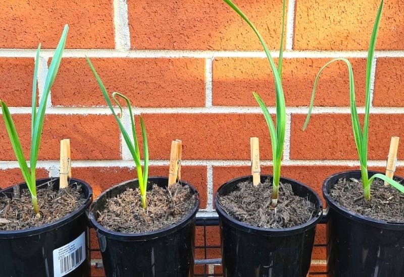 6 Easy Steps To Grow Garlic Indoors