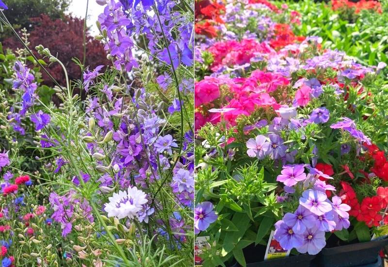 Hardy Annuals or Cool Season Annuals
