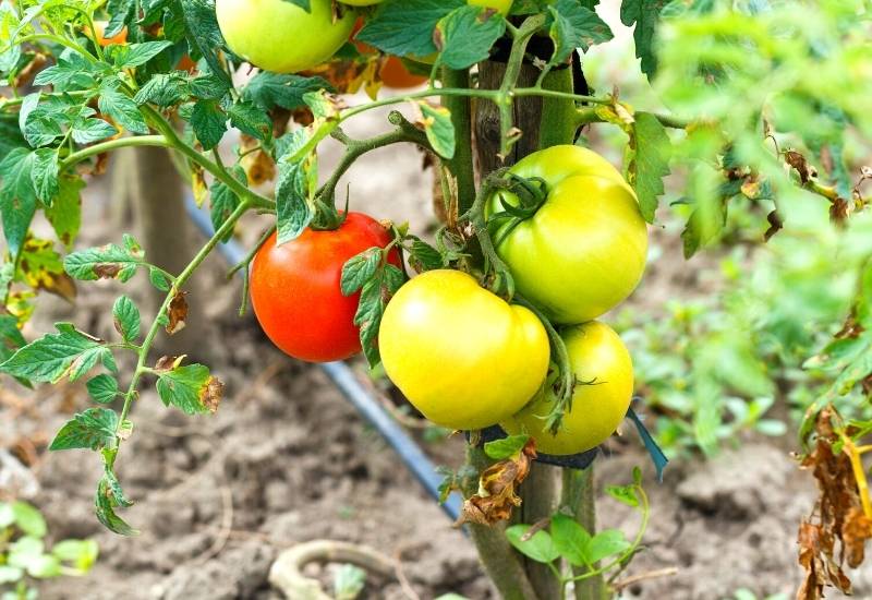 Healthy Tomatoes are Less Likely be Infected 
