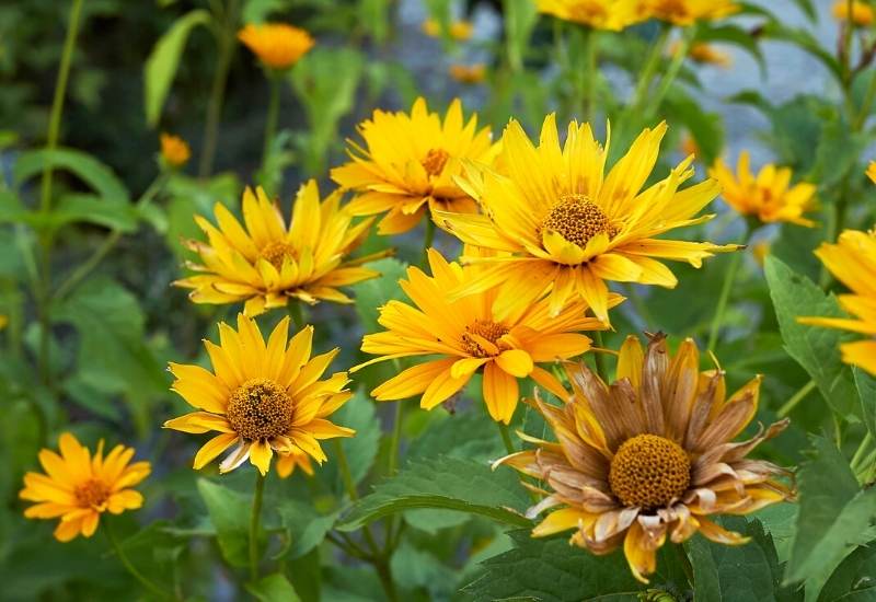 Heliopsis helianthoides (Sonnenauge) flowers