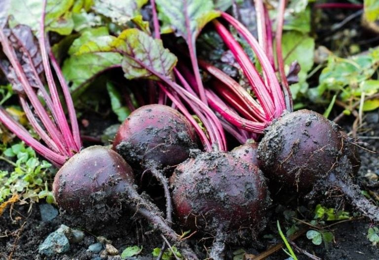 How And When To Harvest Beets Plus Tips For Storing Beets
