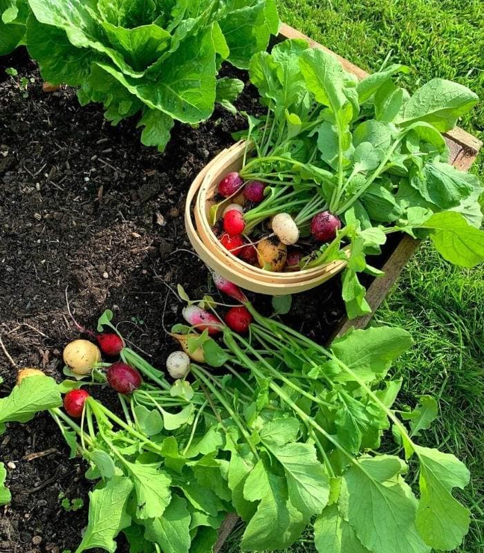 How And When To Harvest Radishes