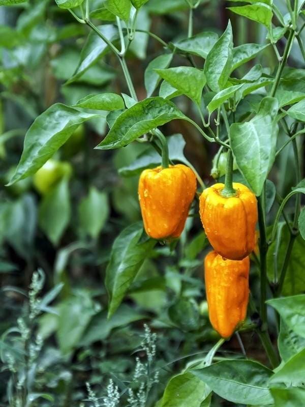 How Many Days Does It Take to Grow Hot Peppers