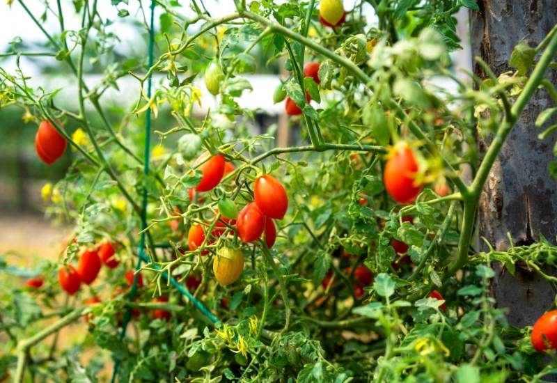 How To Grow Cherry Tomatoes: Planting And Harvesting Cherry Tomato Plants