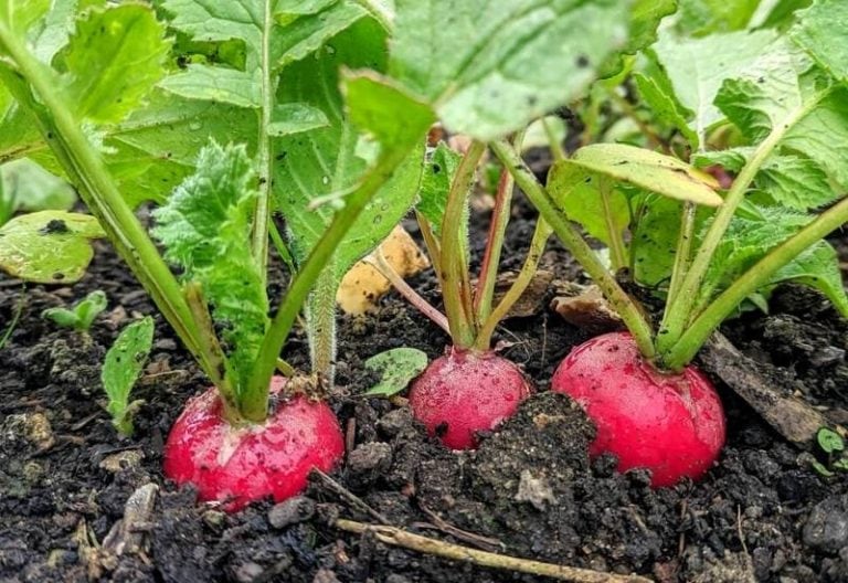 How to Plant, Grow and Harvest Full Size Radishes In Your Garden: From Tiny Seeds to Tasty Roots