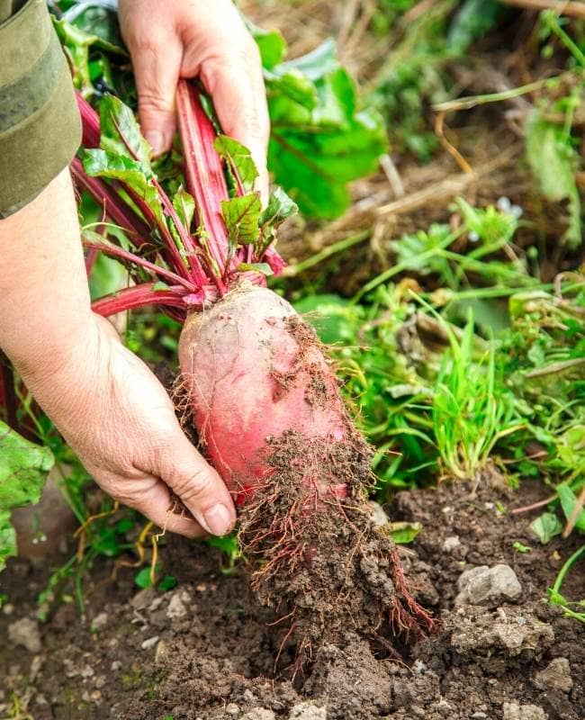 How To Harvest Beets