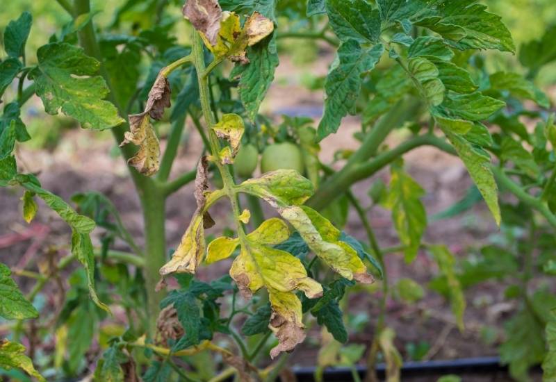 Tips to Prevent Early Blight Infections