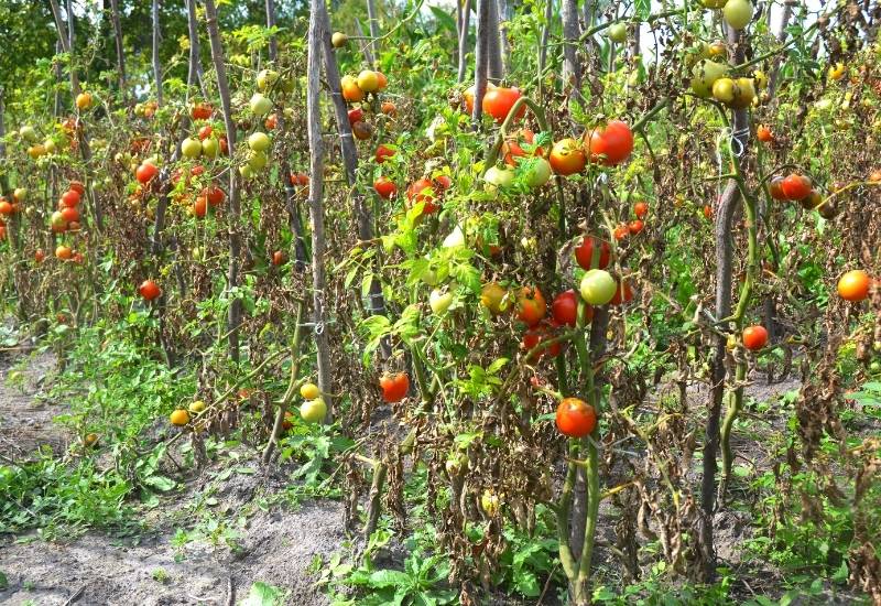 How to Identify, Treat and Prevent Early Blight on Tomato Plants 5 How to Tell Early Blight Apart From Other Diseases