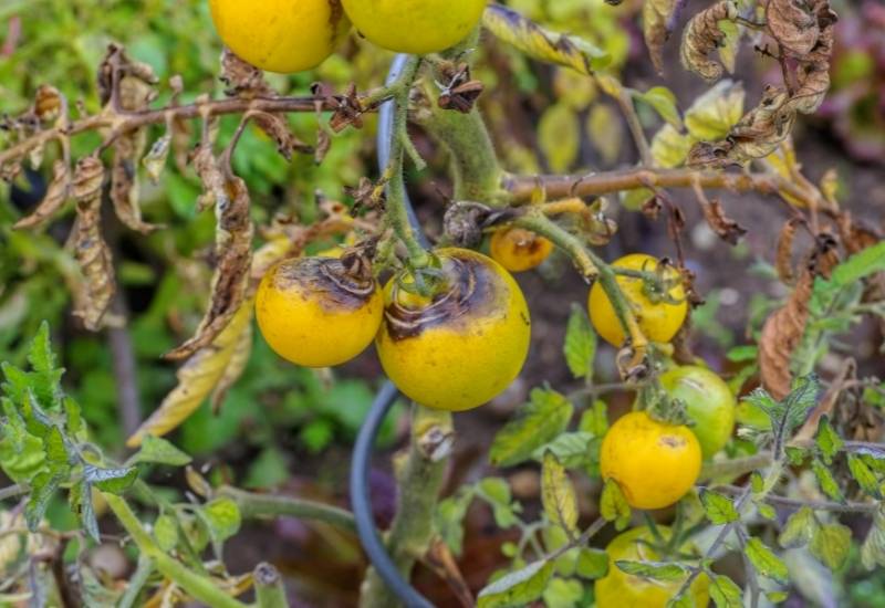 How to Identify, Treat and Prevent Early Blight on Tomato Plants 4 Identifying Early Blight Symptoms