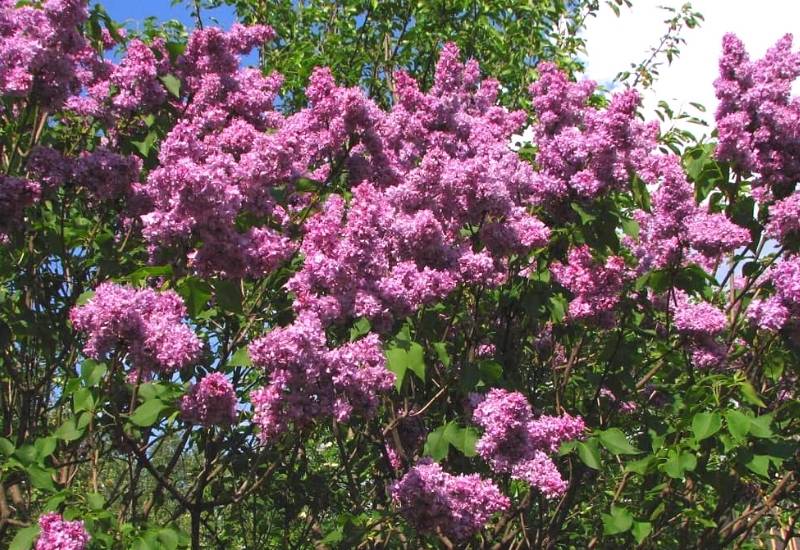 Hyacinth Lilac ‘Maiden’s Blush’ (Syringa x hyacinthiflora ‘Maiden’s Blush’)