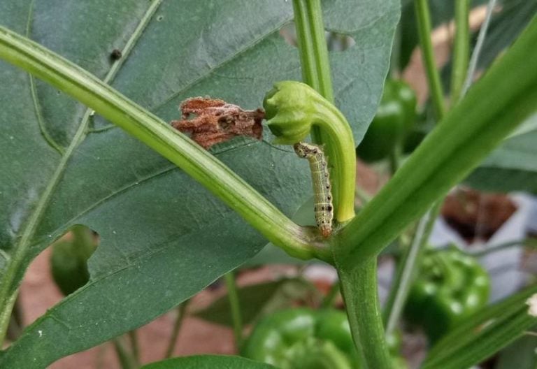 What Is Eating Your Peppers At Night And How To Stop Them? Gardening