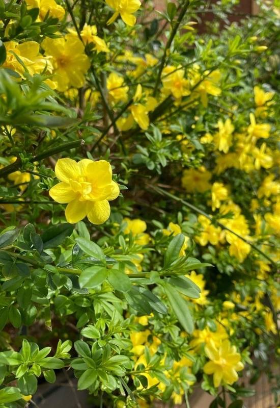 Italian Jasmine (Jasminum humile)