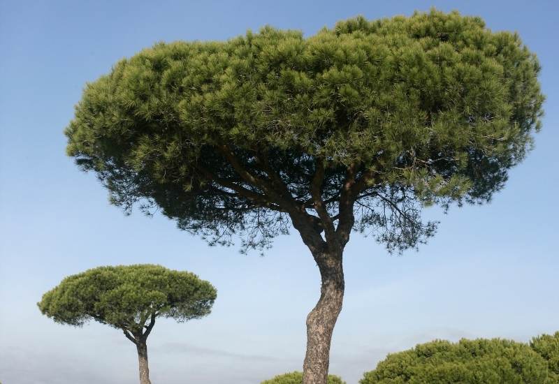 Italian Stone Pine (Pinus pinea)