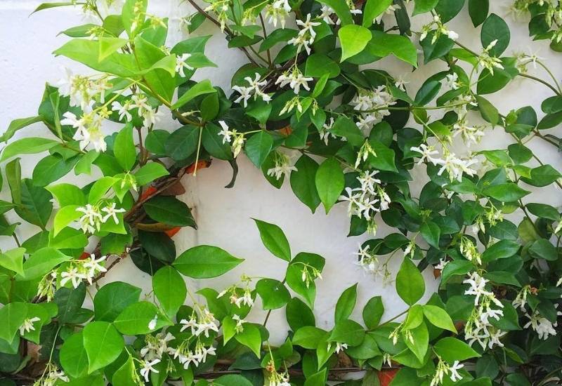 Jasmine Flowers 12 Stunning Types Of Jasmine Shrubs And Vines