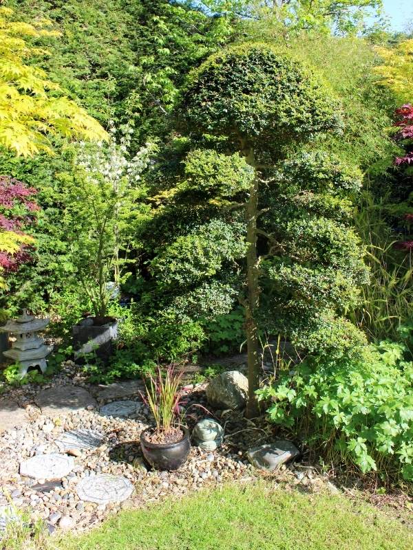 Japanese Holly (Ilex Crenata)