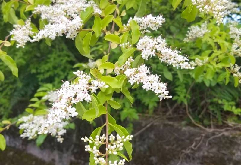 Japanese Tree Lilac ‘Ivory Silk’ (Syrunga reticulata ‘Ivory Silk’)