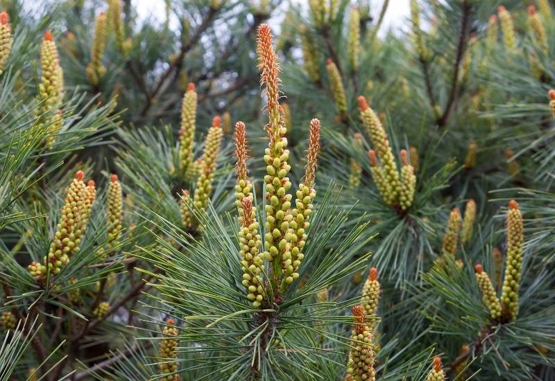 Japanese Red Pine (Pinus densiflora)