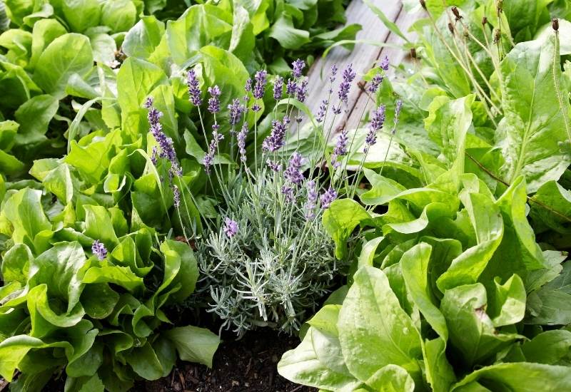 Lavender in vegetable garden