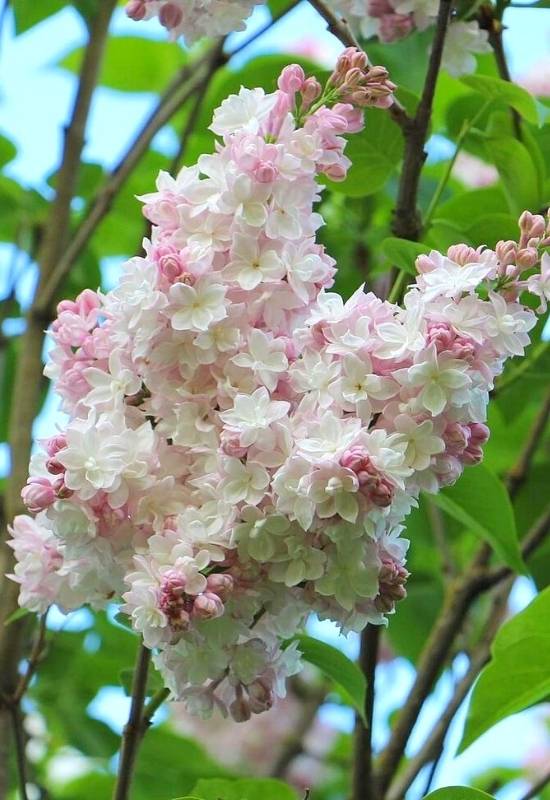 Lilac ‘Beauty of Moscow’ (Syringa vulgaris ‘Beauty of Moscow’)