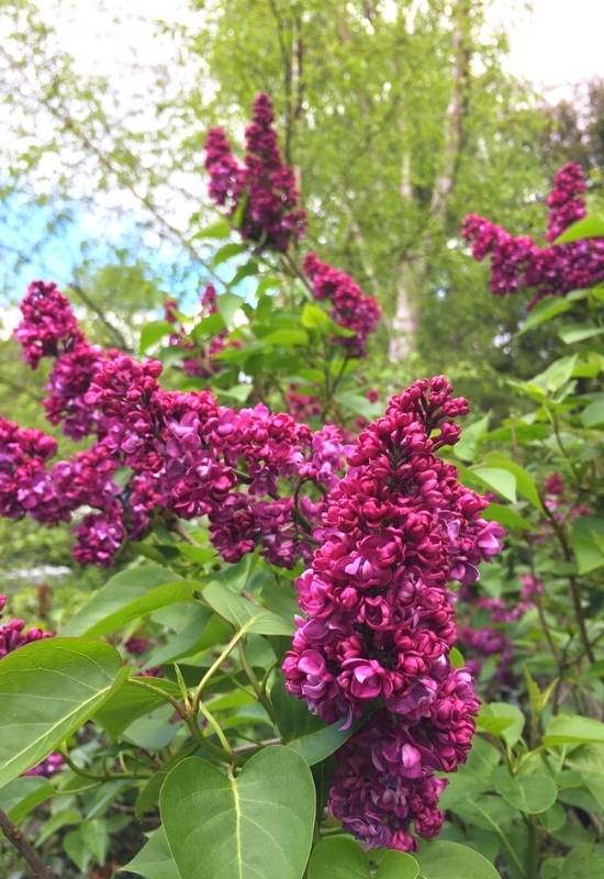 Lilac ‘Andenken an Ludwig Spath’ (Syringa vulgaris ‘Andenken an Ludwig Spath’)
