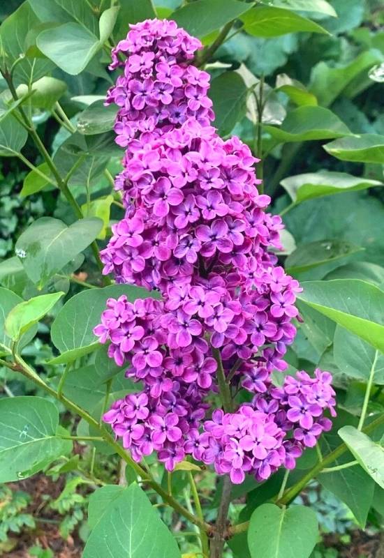 Lilac ‘Charles Joy’ (Syringa vulgaris ‘Charles Joy’)
