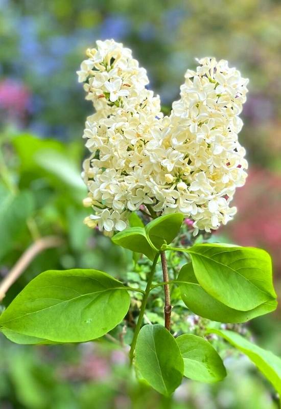 Lilac ‘Primrose’ (Syringa vulgaris ‘Primrose’)