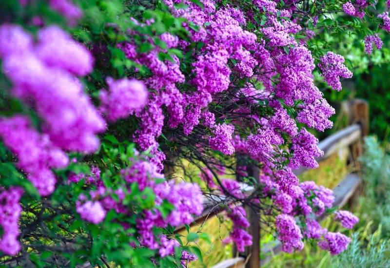 Lilac Flowers Blooming in Springtime