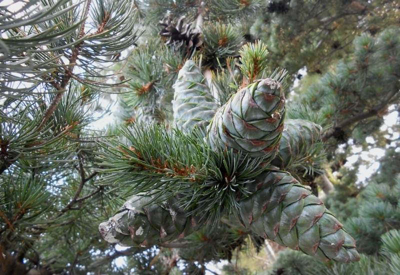 15 Different Types of Pine Trees with Identification Guide 1