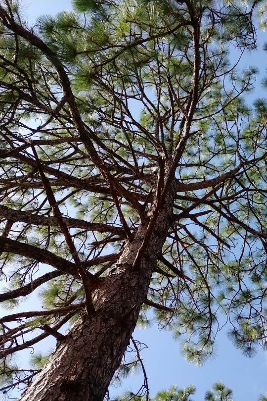 Longleaf Pine (Pinus palustris)