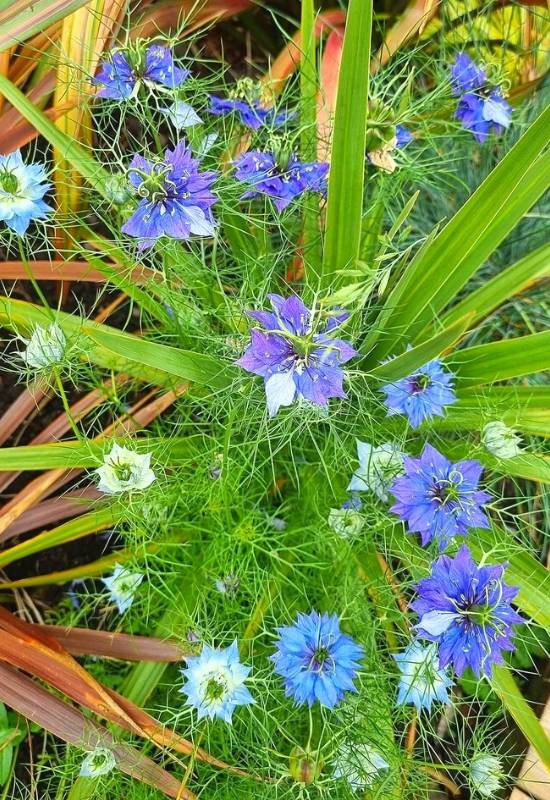 Love in a Mist (Nigella damascena)
