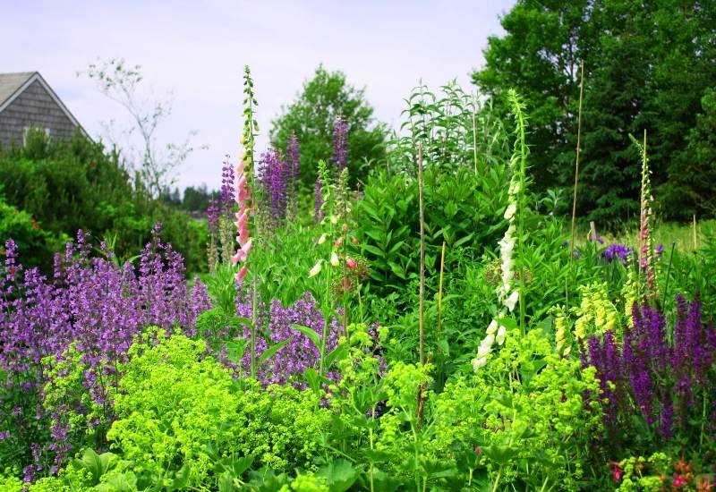 Lupins in vegetable garden