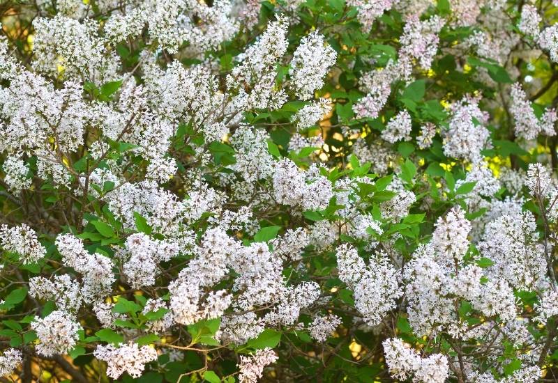 Manchurian Lilac ‘Miss Kim’ (Syringa pubescens subsp. patula ‘Miss Kim’)