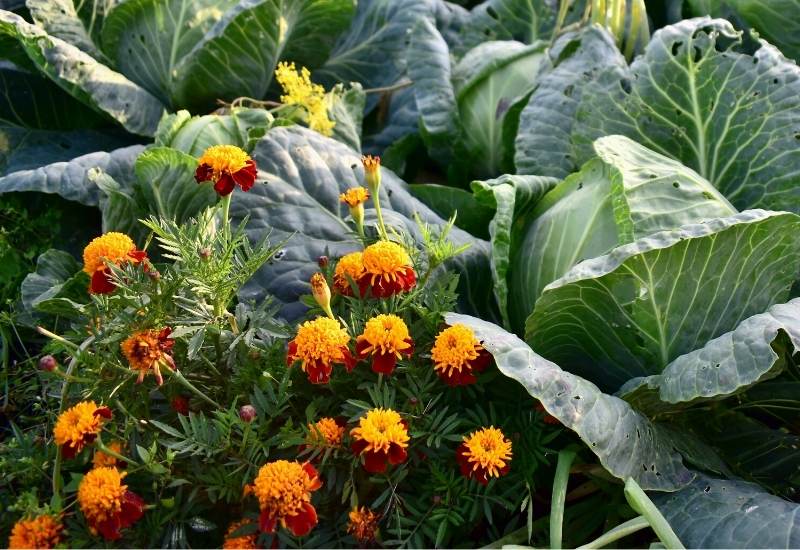 Marigolds