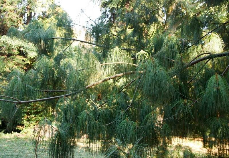 Mexican Weeping Pine (Pinus patula)