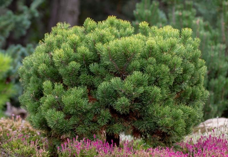 Mugo Pine (Pinus mugo)