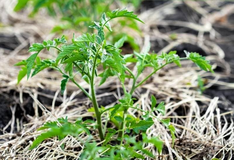 Tomato seedling in the ground with straw, young foliage of tomato