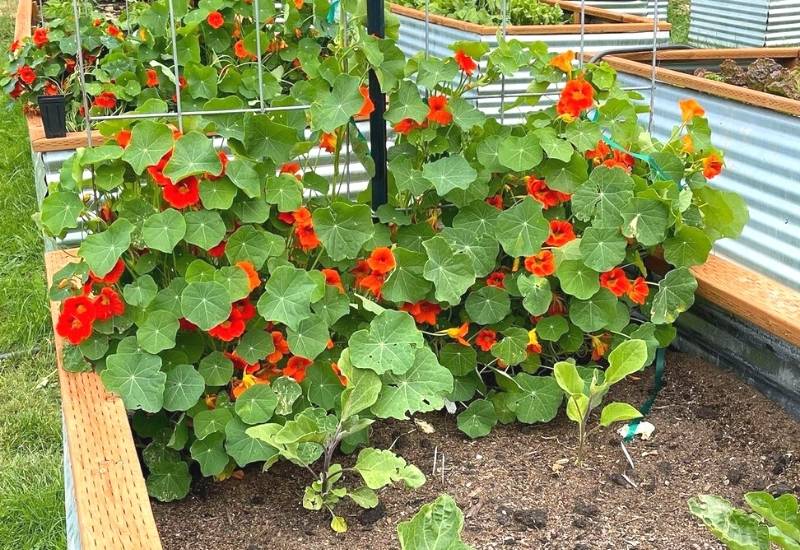 Nasturtiums