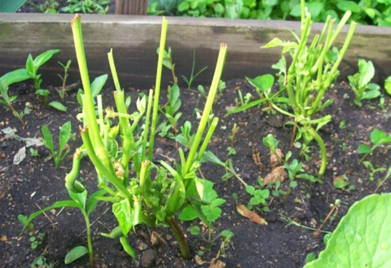 Nocturnal Animals That Eat Pepper Plants