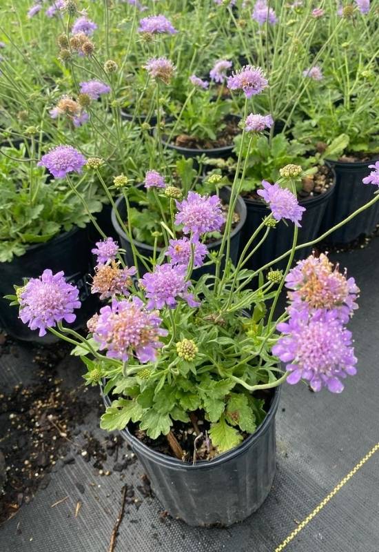 Pincushion Flower (Scabiosa spp.)