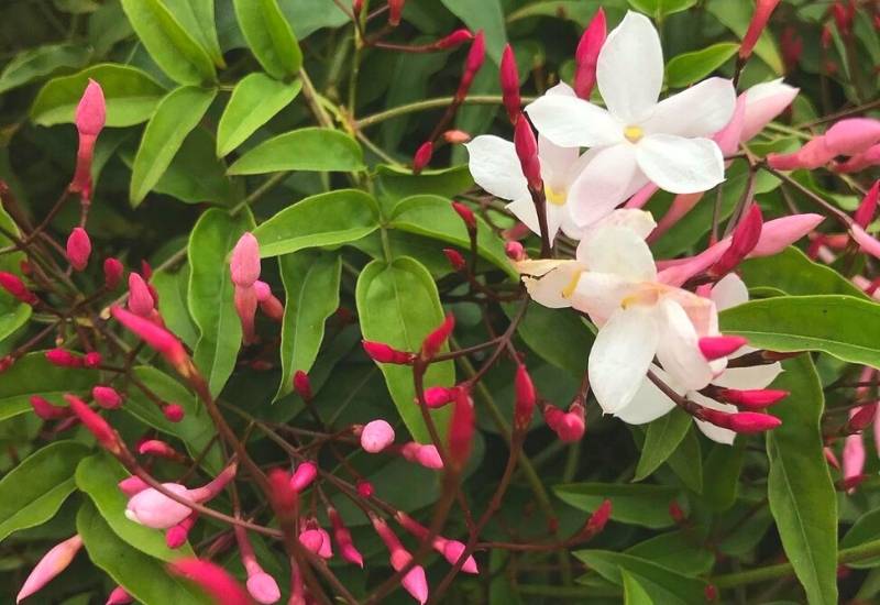 Pink Jasmine (Jasminum polyanthum)