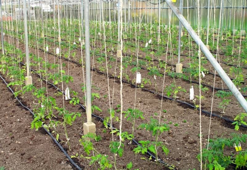 How to Identify, Treat and Prevent Early Blight on Tomato Plants 11 Create good air flow between plants by trellising