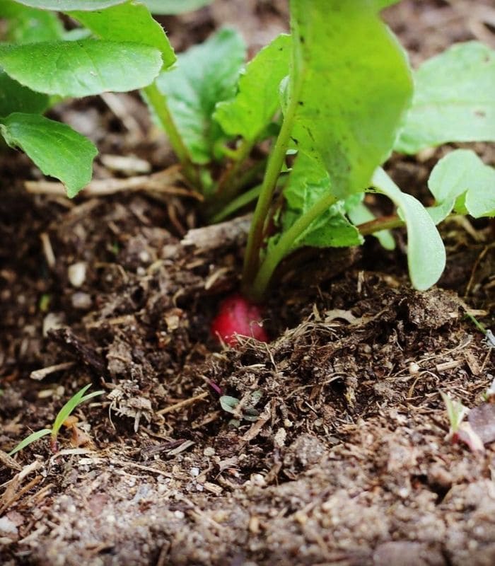 Planting And Spacing Radishes