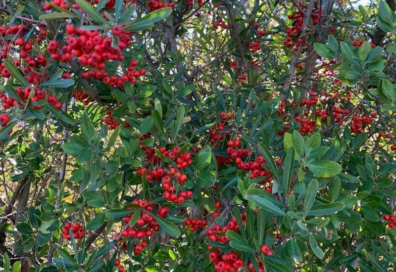 Possumhaw (Ilex decidua)