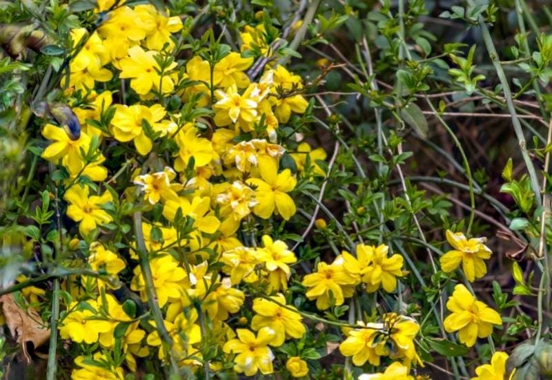 Primrose Jasmine (Jasminum mesnyi)