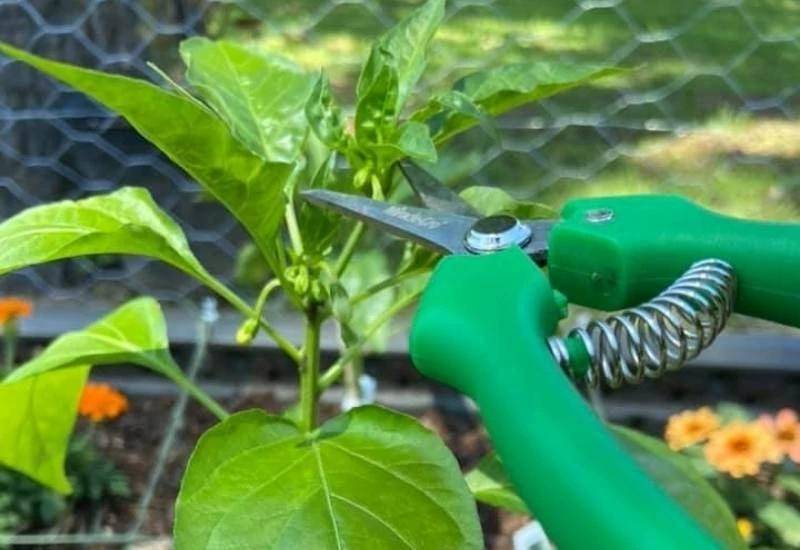Prudent Pruning